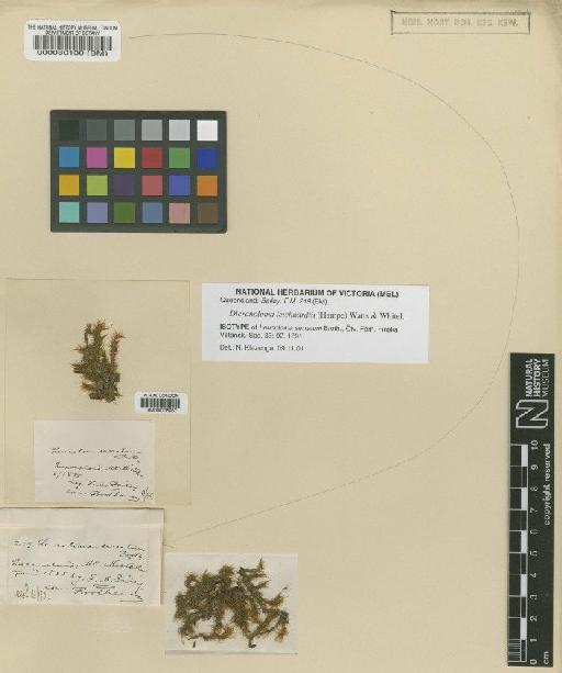 Dicranoloma leichhardtii (Hampe) Watts & Whitelegge - BM000080130_a