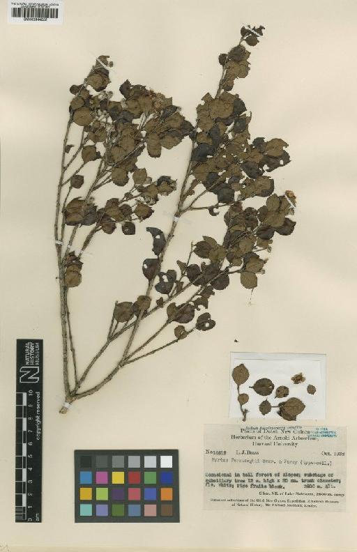 Myrtus versteeghii Merr. & L.M.Perry - BM000944035