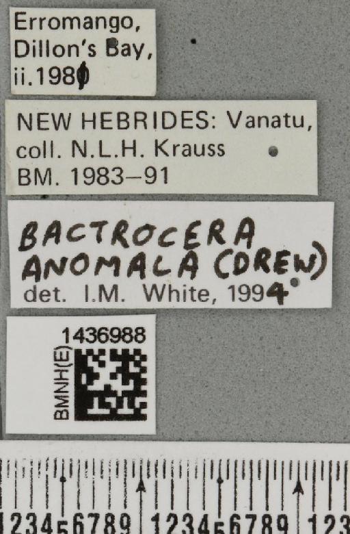 Bactrocera (Bactrocera) anomala (Drew, 1971) - BMNHE_1436988_label_31251