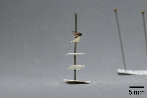 Fannia clara Collin, 1939 - 013421824_lateral