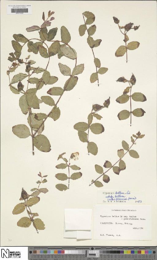 Hypericum bellum subsp. bellum - BM001202089