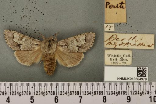 Acronicta menyanthidis scotica (Tutt, 1891) - NHMUK_010504970_562335