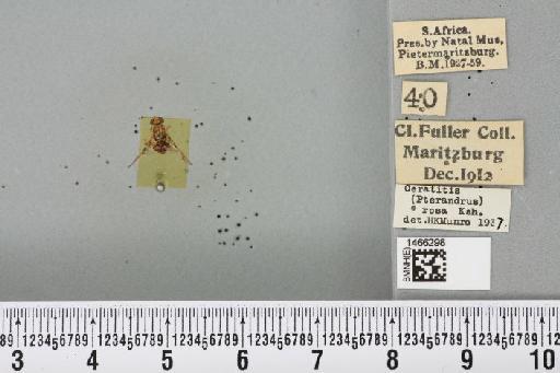 Ceratitis (Pterandrus) quilicii De Meyer et al., 2016 - BMNHE_1466298_26902