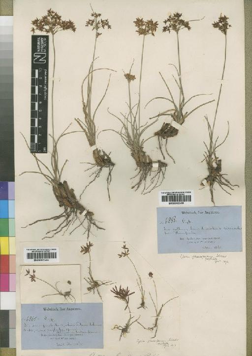 Cyperus denudatus L.f. - BM000922457