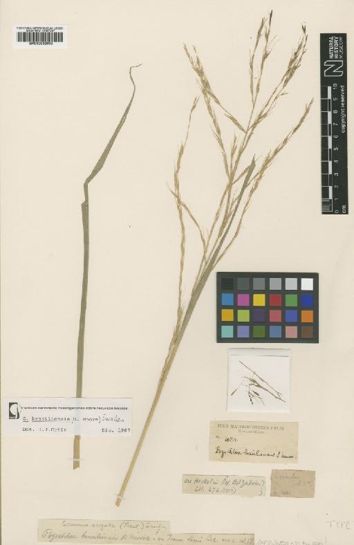 Gouinia brasiliensis (S.Moore) Swallen - BM000938608