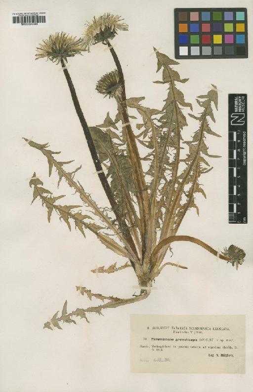 Taraxacum grandiceps Dahlst - BM001043488