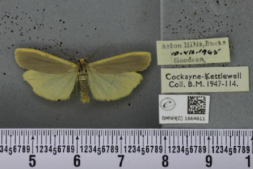 Eilema complana (Linnaeus, 1758) - BMNHE_1664611_288396