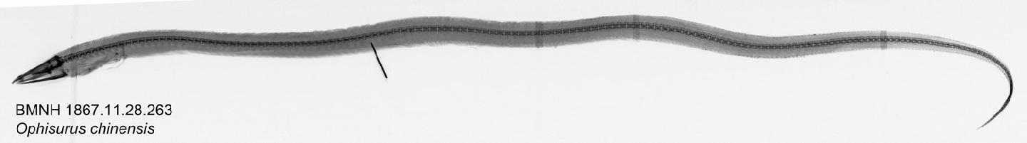 To NHMUK collection (Ophisurus polyodon Bleeker, 1860; HOLOTYPE; NHMUK:ecatalogue:2599916)