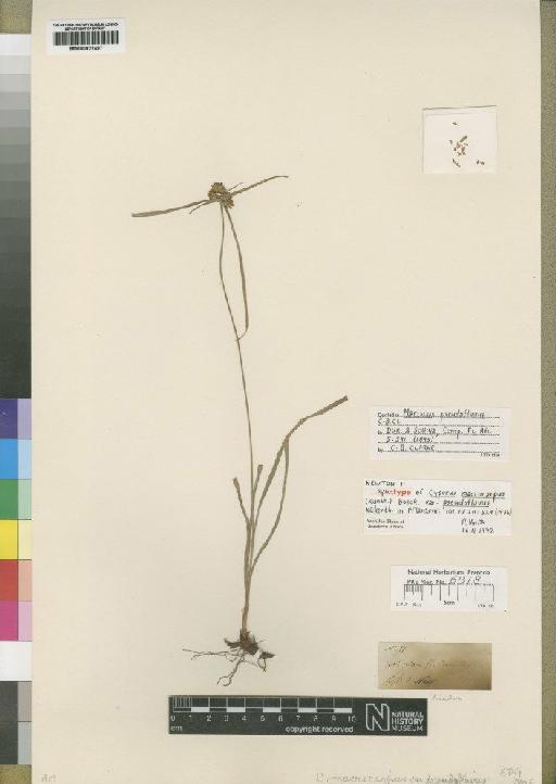 Mariscus pseudoflavus C.B.Clarke - BM000922497