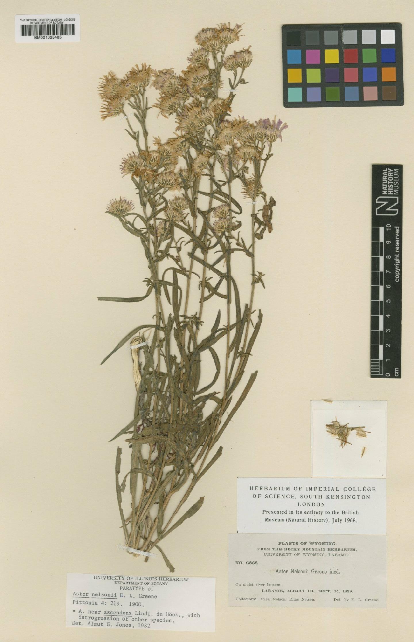 To NHMUK collection (Aster nelsonii Greene; Type; NHMUK:ecatalogue:1090078)
