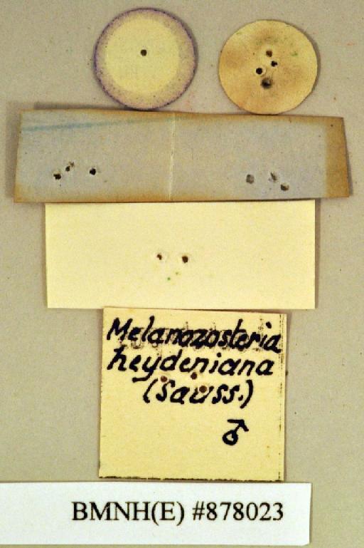 Periplaneta marginifera Walker, 1868 - Periplaneta marginifera Walker, F, 1868, male, lectotype, labels (reverse). Photographer: Heidi Hopkins. BMNH(E)#878023