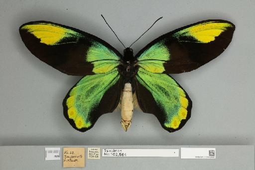 Ornithoptera victoriae regis Rothschild, 1895 - 013602496__
