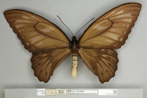 Ornithoptera priamus urvillianus Guérin-Méneville, 1829 - 013604596__