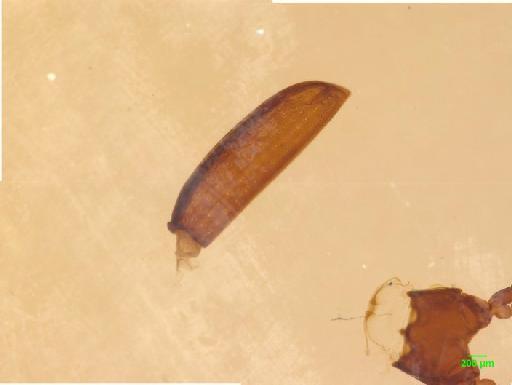 Rhysodes orbitosus Broun, 1880 - 010189355___3