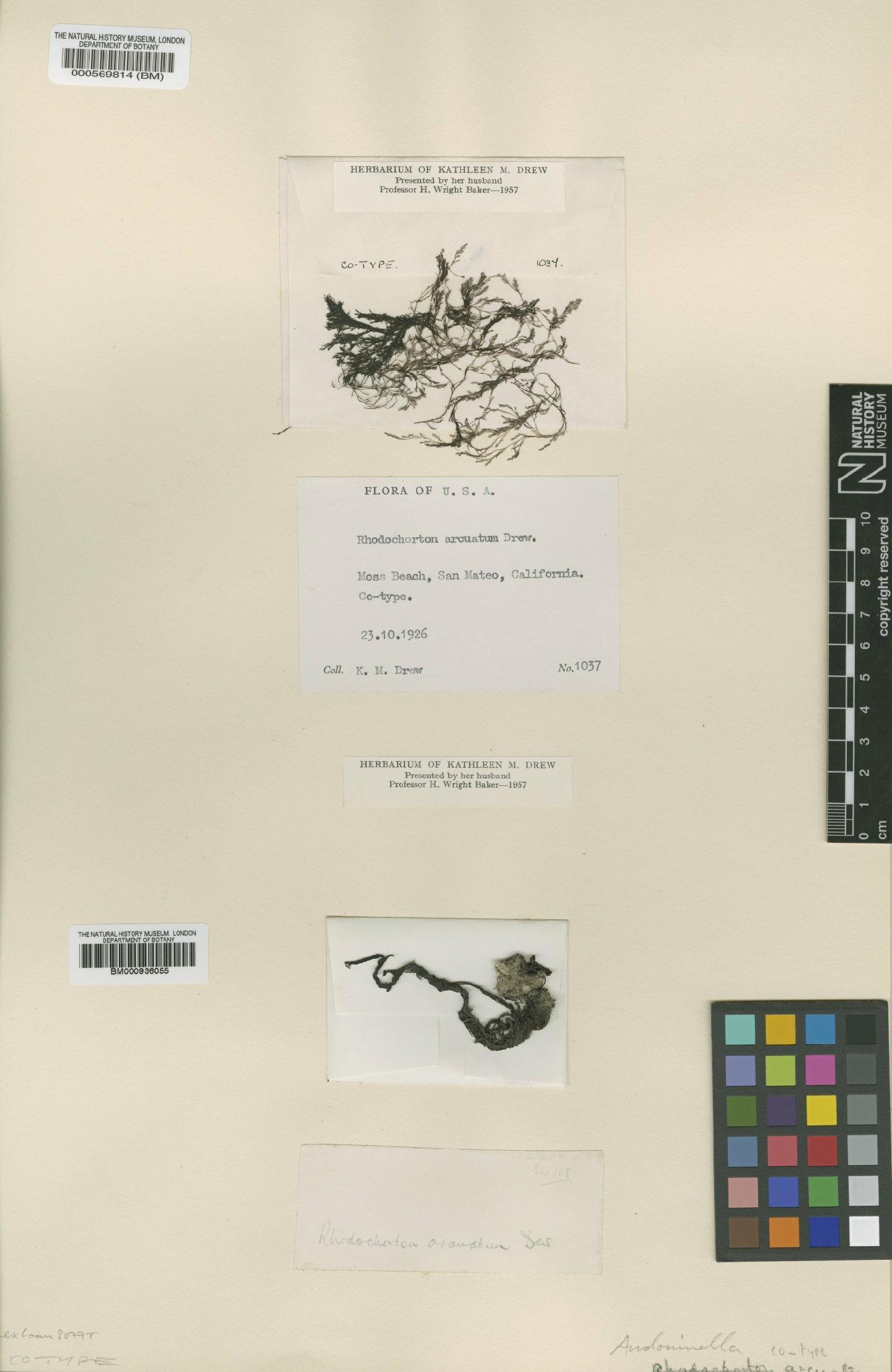 To NHMUK collection (Acrochaetium arcuatum K.M.Drew; Type; NHMUK:ecatalogue:432631)