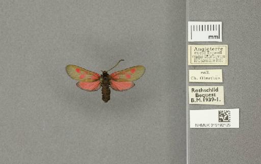 Zygaena (Zygaena) viciae ytenensis Briggs, 1888 - 015192125_775459_1085141