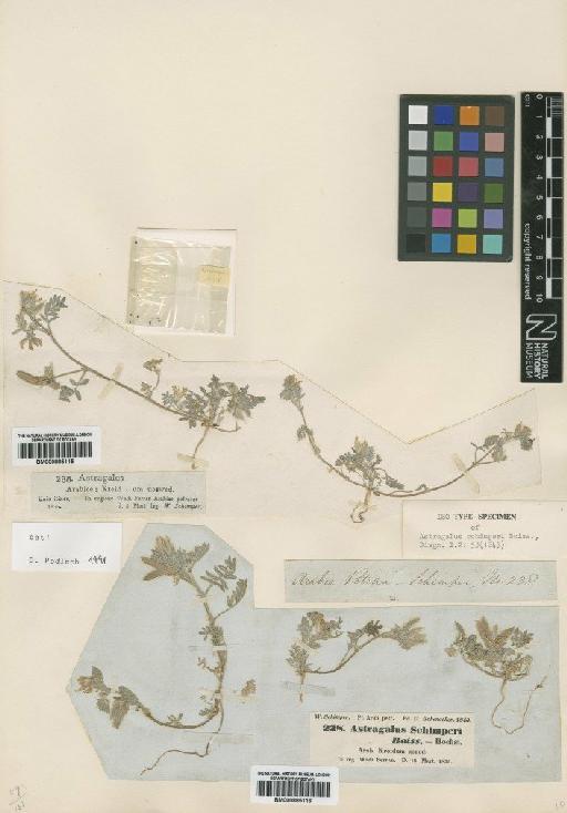 Astragalus schimperi Boiss. - BM000885115