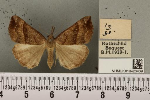 Hypena proboscidalis (Linnaeus, 1758) - NHMUK_010423439_a_536584