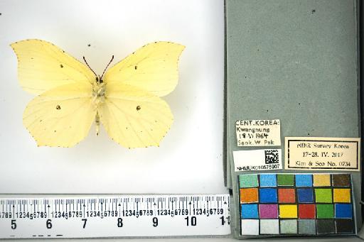 Gonepteryx aspasia infrasubspecies pultaina Doi, 1929 - NHMUK010576907_Gonepteryx_aspasia_Menetries_ventral