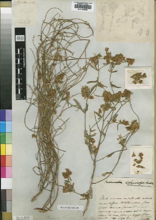 Crotalaria perrottii Guill. & Perr. - BM000843515
