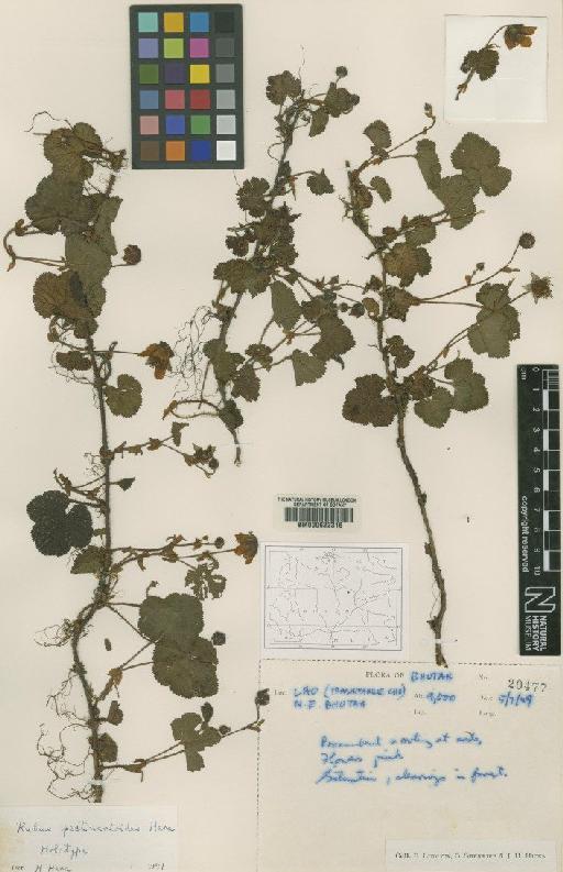 Rubus pectinarioides Hara - BM000622316