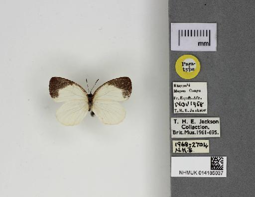 Liptena decipiens etoumbi Stempffer, Bennett & May, 1974 - 014185037_Liptena_decipiens_etoumbi_Dorsal