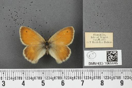 Coenonympha pamphilus (Linnaeus, 1758) - BMNHE_1065646_26817