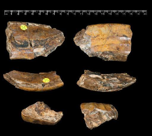 Gyrinodon quassus Hopwood, 1928 - NHMUK PV M 13158 b