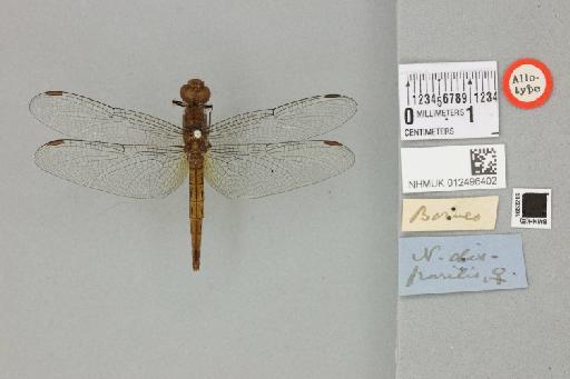 Neurothemis disparilis Kirby, 1889 - 012496402_22136_1255803