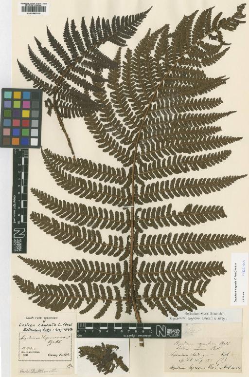 Dryopteris cognata (C.Presl) Kuntze - BM000801040