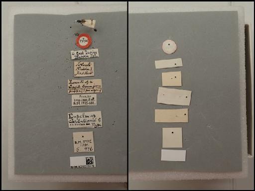 Eupelmus curculionis Ferriere, 1935 - Eupelmus curculionis_010370175_ST_5.976_F_labels.JPG