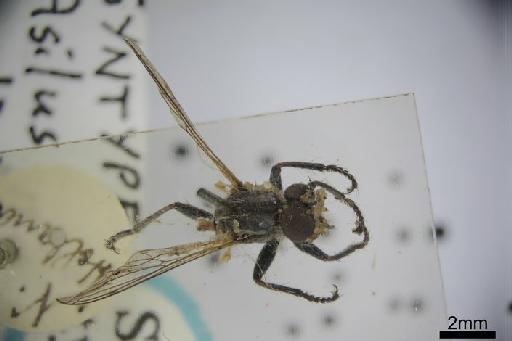 Asilus coedicius Walker, 1849 - Asilus coedictius dorsal