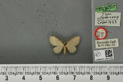 Pasiphila debiliata ab. albescens Cockayne, 1953 - BMNHE_1803552_378900