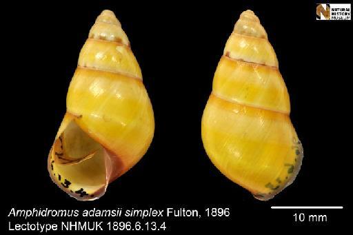 Amphidromus adamsii simplex Fulton, 1896 - 1896.6.13.4, LECTOTYPE, Amphidromus adamsii simplex Fulton, 1896