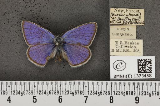 Cyaniris semiargus semiargus (Rottemburg, 1775) - BMNHE_1373458_167464