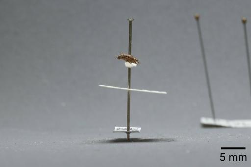 Fannia clara Collin, 1939 - 013421833_lateral