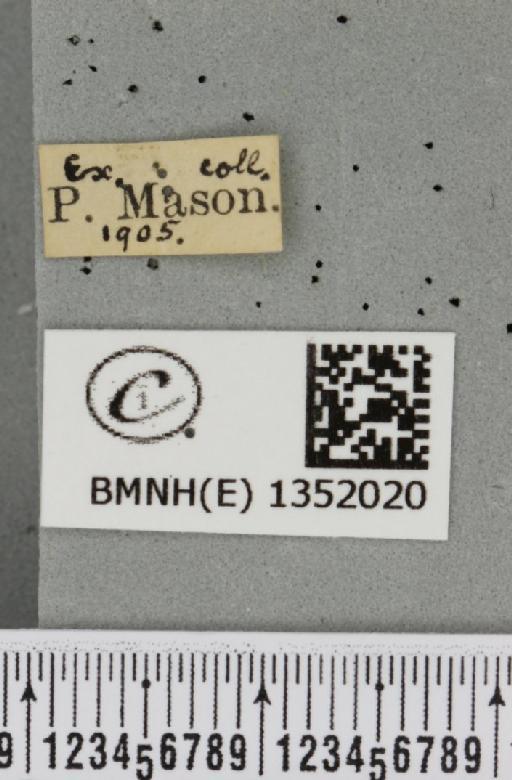 Phymatopus hecta (Linnaeus, 1758) - BMNHE_1352020_label_186445