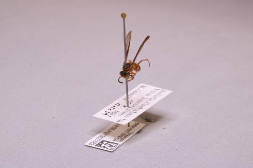 Polybia incerta incerta Ducke, 1907 - 013627685_additional_3