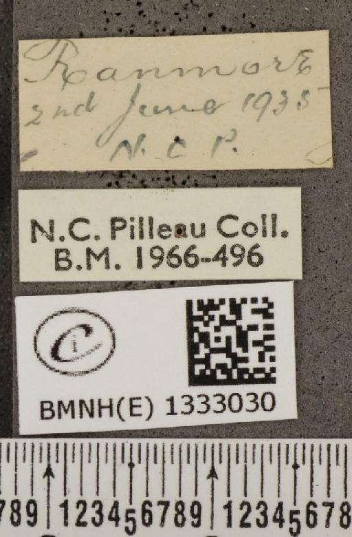 Polyommatus icarus icarus (Rottemburg, 1775) - BMNHE_1333030_label_140897