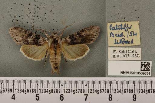 Cucullia absinthii (Linnaeus, 1761) - NHMUK_010509634_567339