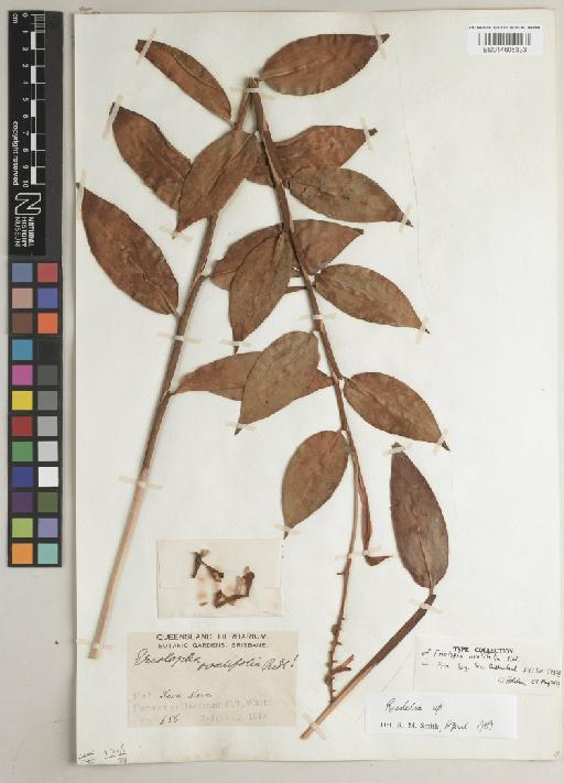 Eriolopha ovalifolia Ridl. - BM014605323