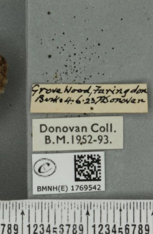 Dysstroma truncata truncata (Hufnagel, 1767) - BMNHE_1769542_label_350306