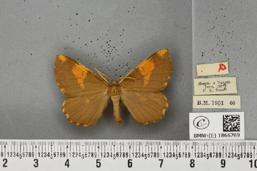 Angerona prunaria ab. smartaria Williams, 1947 - BMNHE_1866769_439887