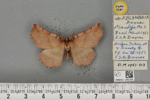 Selenia dentaria ab. eblanaria Baynes, 1952 - BMNHE_1881398_446705