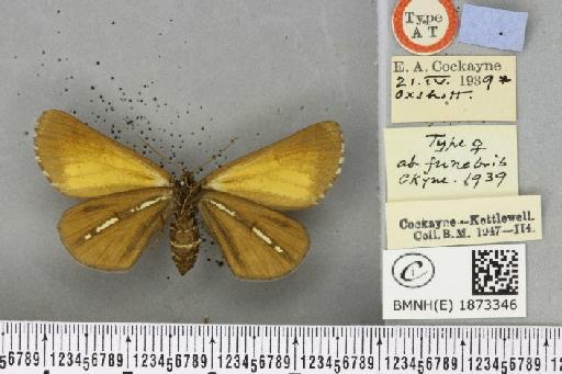 Bupalus piniaria (Linnaeus, 1758) - BMNHE_1873346_489231