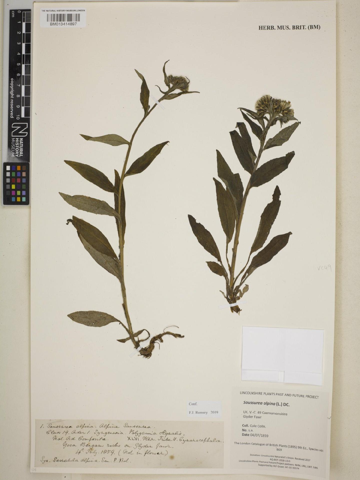 To NHMUK collection (Saussurea alpina (L.) DC.; NHMUK:ecatalogue:8733893)