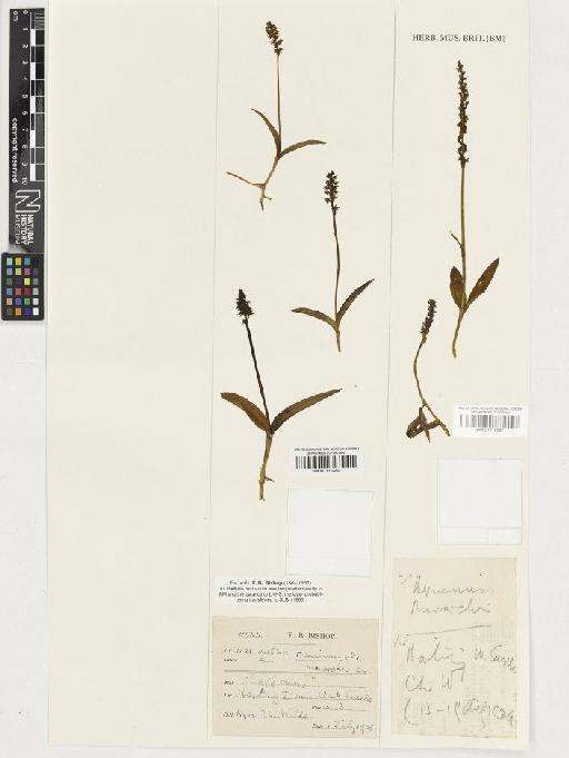 Herminium monorchis (L.) R.Br. - BM001116950