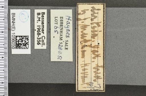 Aglais urticae ab. nigrita Fickert, 1897 - BMNHE_1056050_label_45431