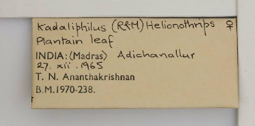 Helionothrips kadaliphilus (Ramakrishna & Margabandhu, 1931) - 013549301_additional