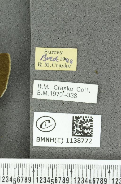 Thecla betulae (Linnaeus, 1758) - BMNHE_1138772_label_95196